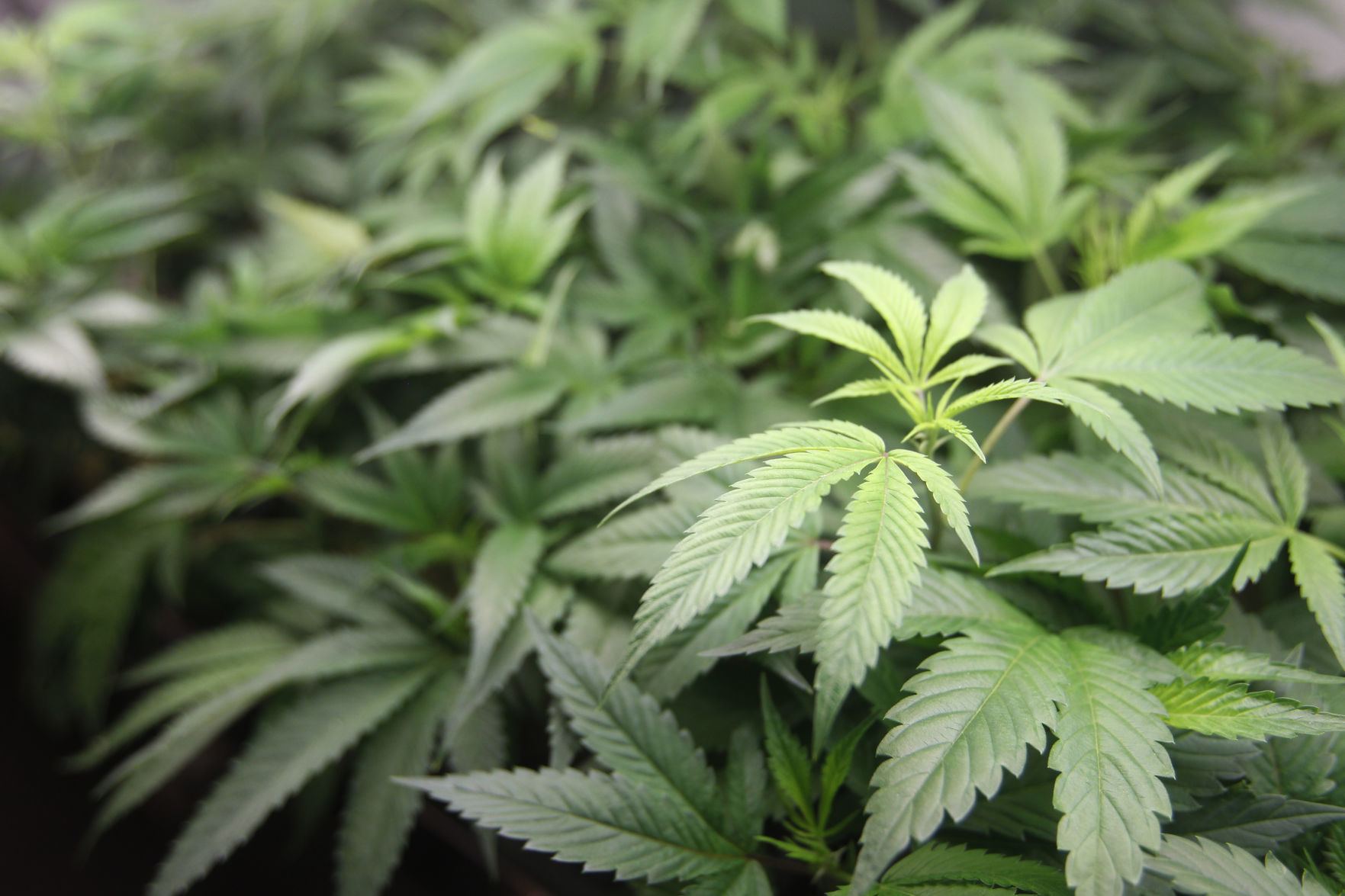 California Marijuana-Open for Business